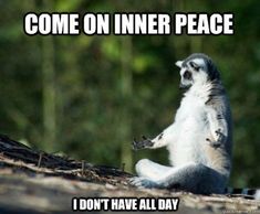 lemur der mediterer come on inner peace i dont have all day